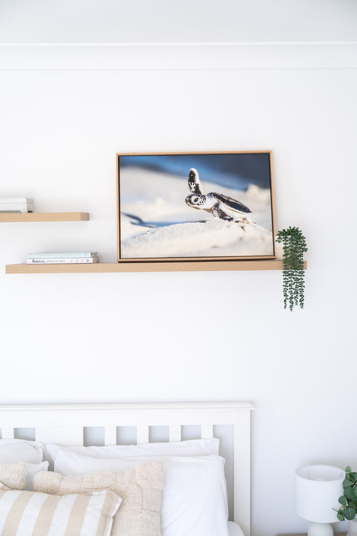 A New Hope – Turtle Hatchling coastal photography print in a frame on a wooden shelf above a bed.