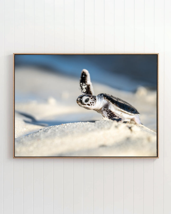 Tiny sea turtle hatchling from A New Hope – Turtle Hatchling crawling across white coastal sand.