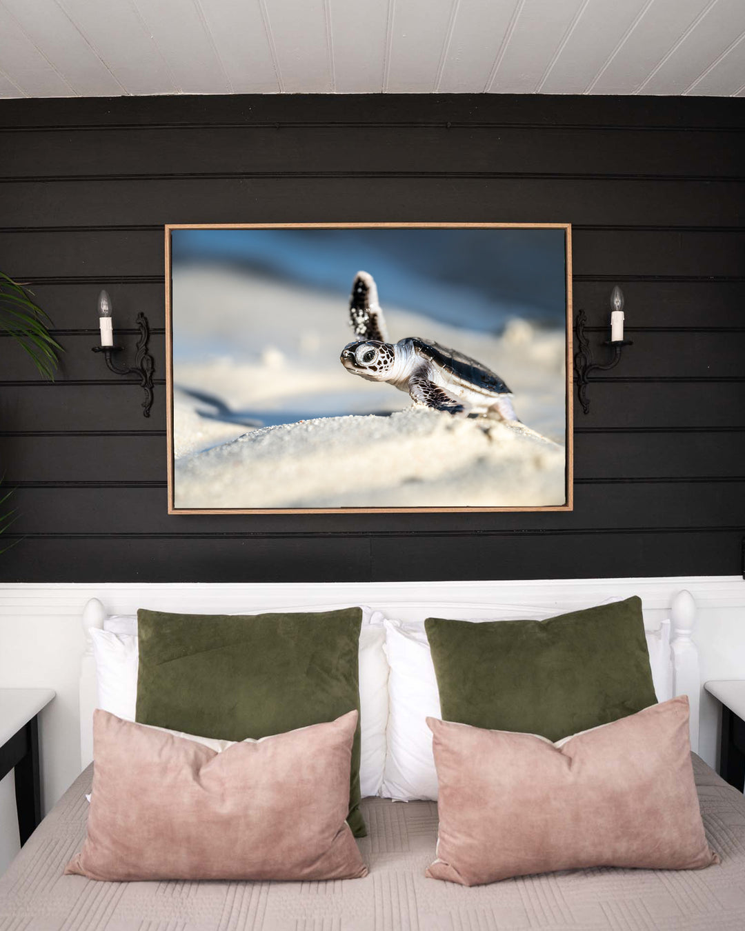 A New Hope – Turtle Hatchling, Coastal Photography by David Lloyd, framed canvas print in oak float frame, styled in a bedroom setting