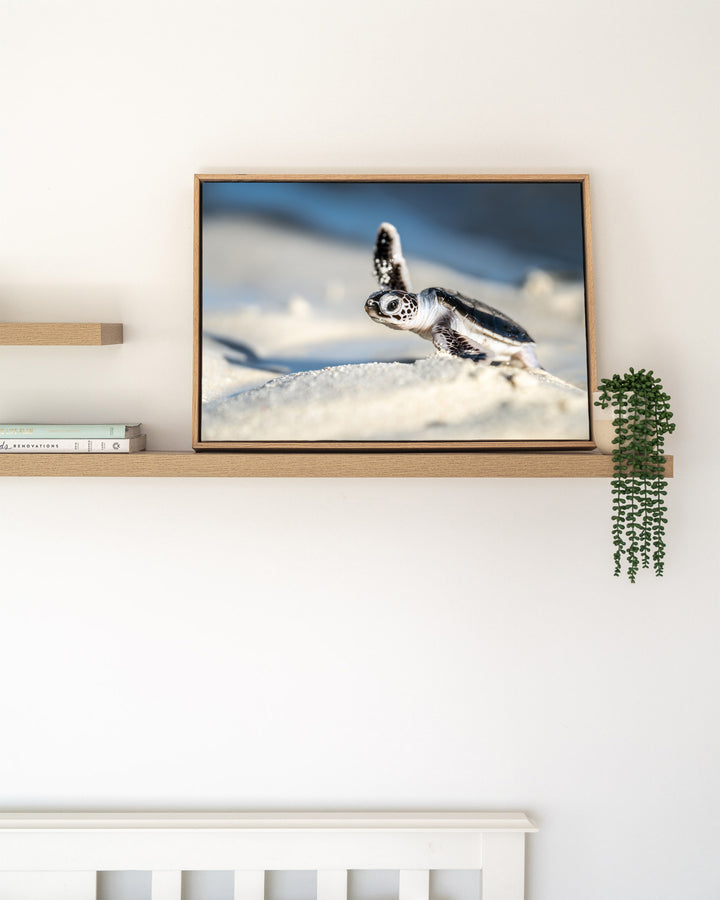 A New Hope – Turtle Hatchling, Coastal Photography by David Lloyd, framed canvas print in oak float frame, styled in a timber shelf setting