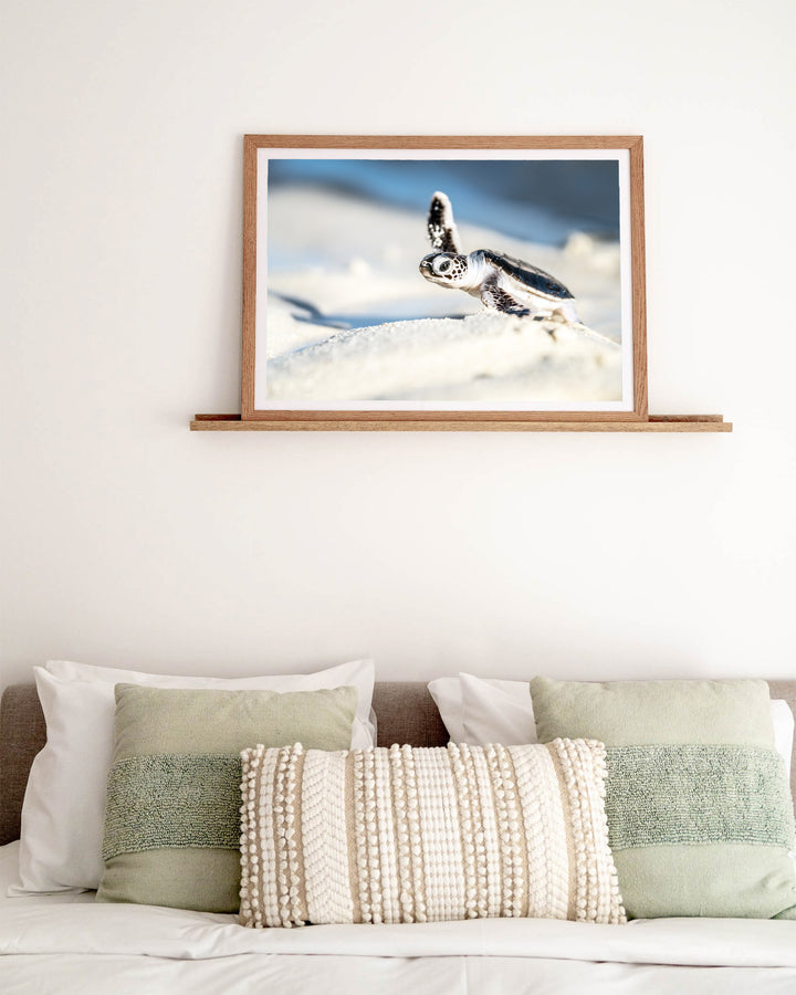 A New Hope – Turtle Hatchling, Coastal Photography by David Lloyd, framed paper print in oak frame, styled in a bedroom setting