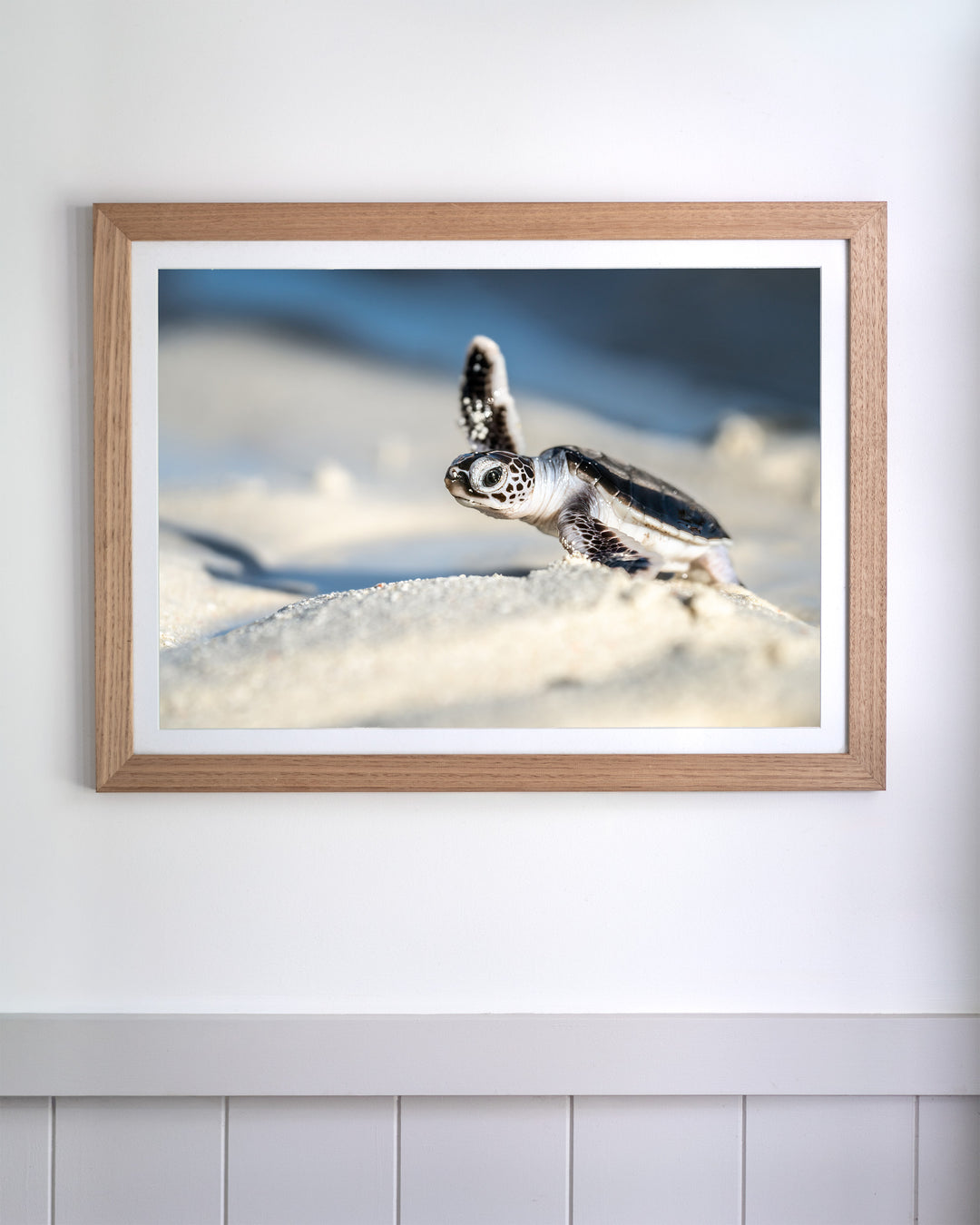A baby sea turtle crawling on white sand in the A New Hope – Turtle Hatchling coastal photography wall art.