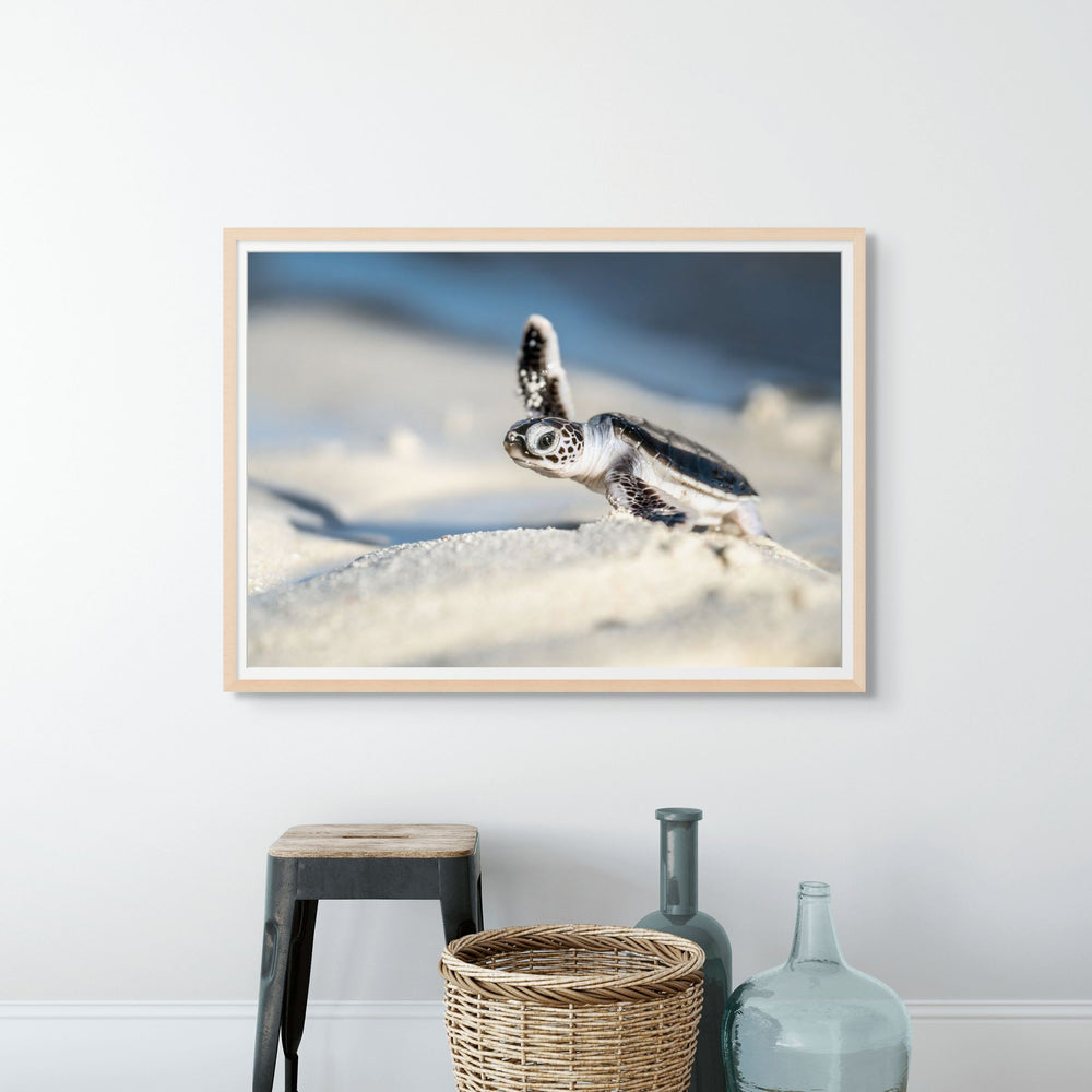 A New Hope – close-up photograph of turtle hatchling walking across sand toward the ocean shoreline | Framed Paper Print