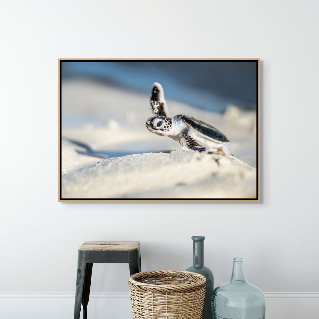 A New Hope – close-up photograph of turtle hatchling walking across sand toward the ocean shoreline | Shadow Box Canvas Print