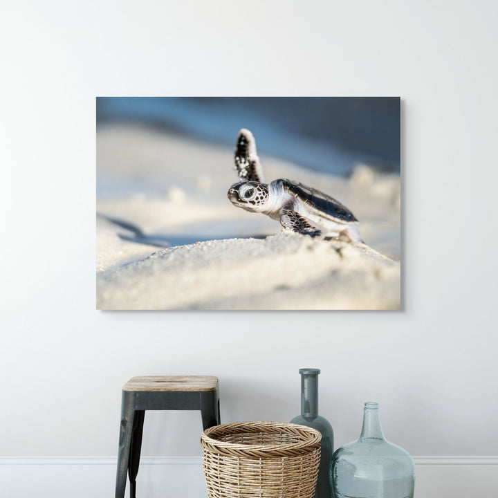 A New Hope – close-up photograph of turtle hatchling walking across sand toward the ocean shoreline | Stretched Canvas Print