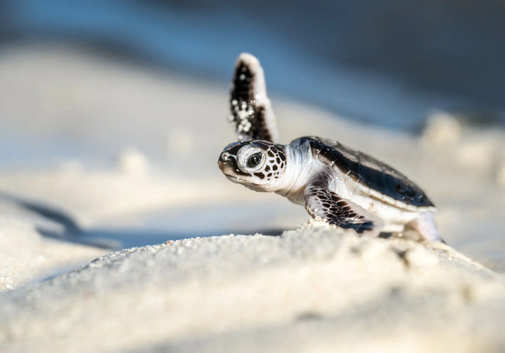 A New Hope – close-up photograph of turtle hatchling walking across sand toward the ocean shoreline | Unframed Rolled Print