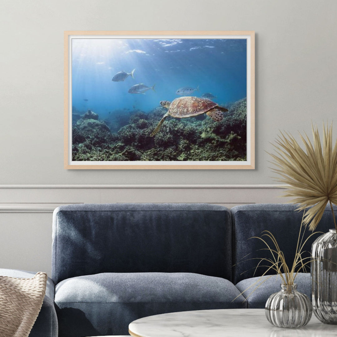 Adventure Awaits – Green sea turtle gliding over coral gardens with trevally in the background, vibrant underwater scene at Low Isles | Framed Paper Print