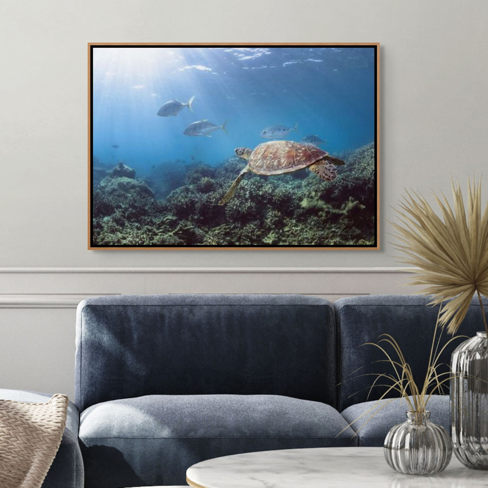Adventure Awaits – Green sea turtle gliding over coral gardens with trevally in the background, vibrant underwater scene at Low Isles | Shadow Box Canvas Print