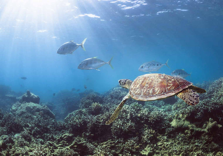 Adventure Awaits – Green sea turtle gliding over coral gardens with trevally in the background, vibrant underwater scene at Low Isles | Unframed Rolled Print