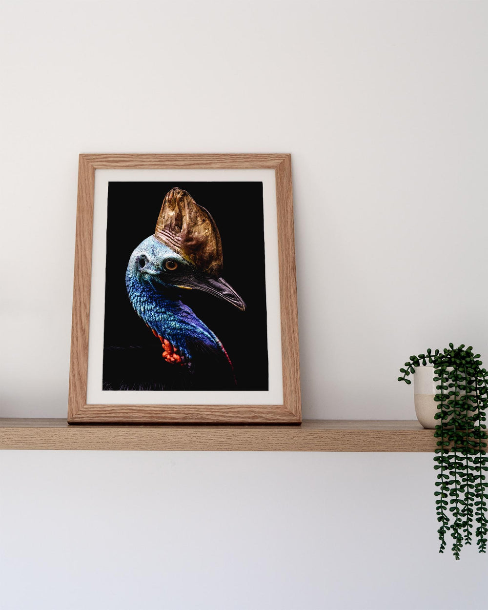 Airlie | Southern Cassowary bird photo on a shelf beside a green plant, set against a plain white wall.