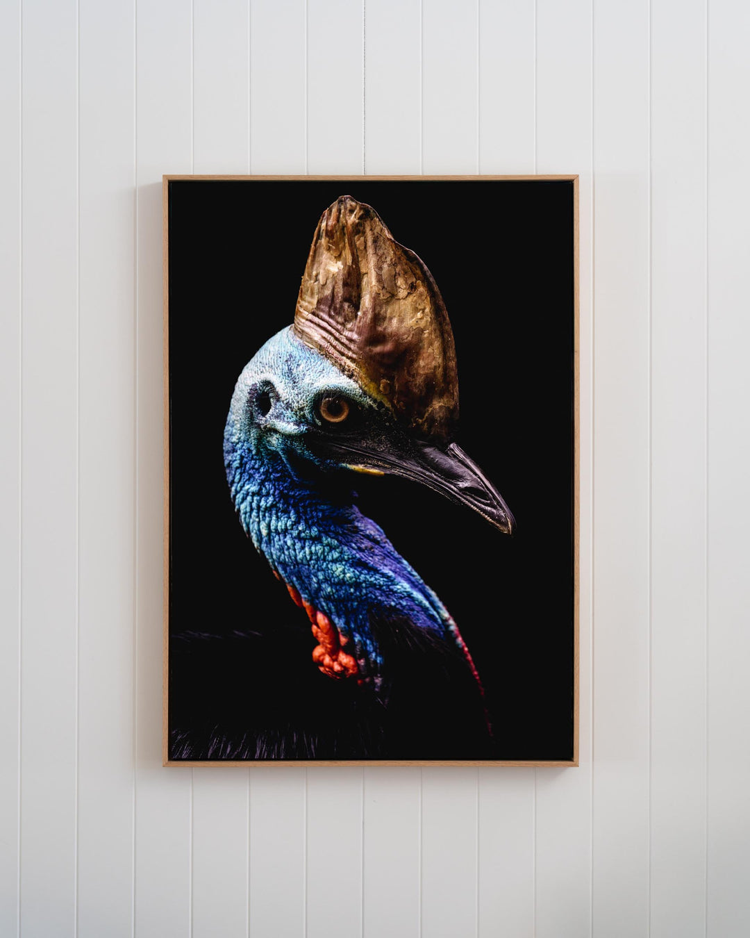 Framed portrait of Airlie, the Southern Cassowary, highlighting its prominent casque and vibrant blue and red neck skin.