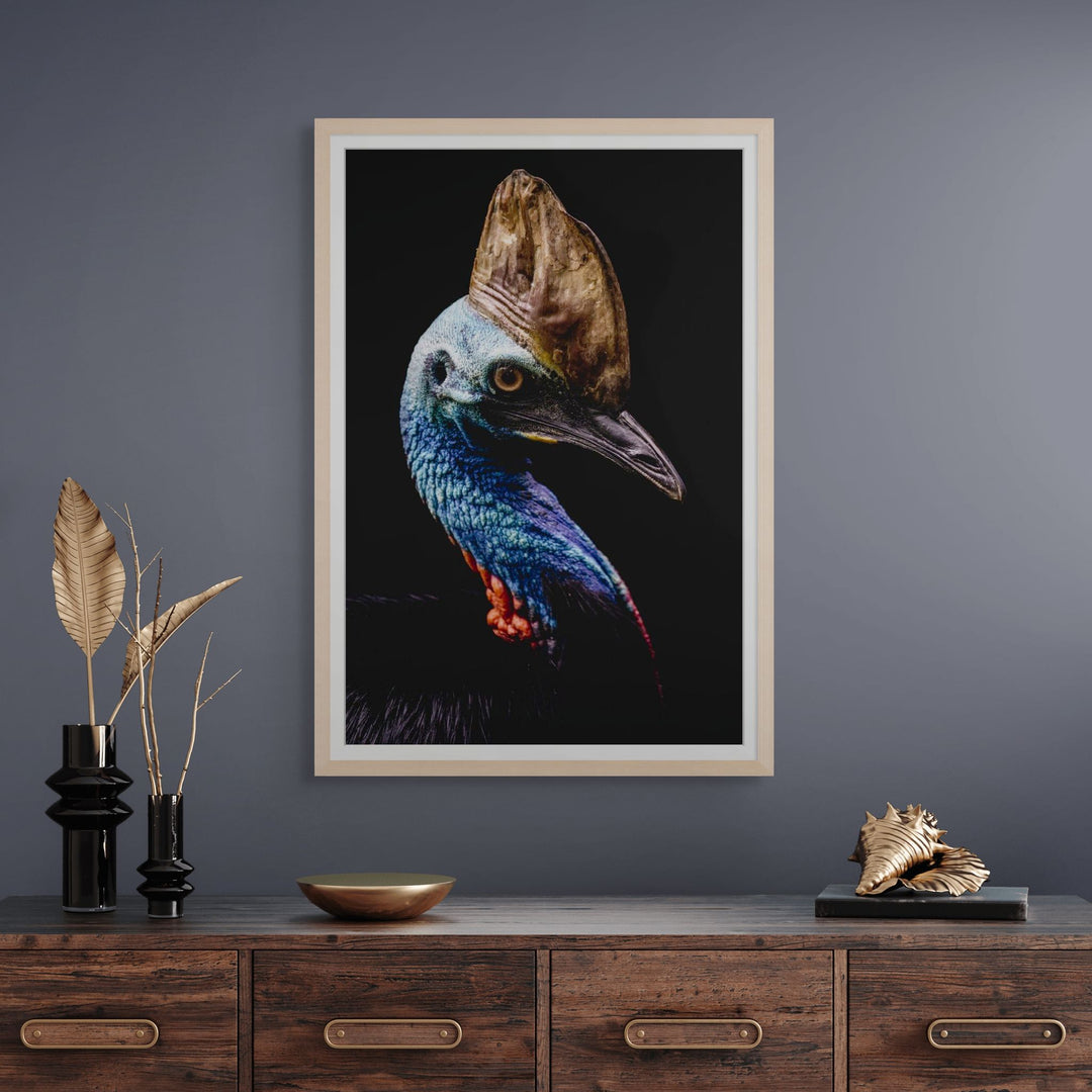 Airlie – Southern Cassowary portrait in the shade with black backdrop, striking solitary bird at Port Douglas Wildlife Habitat | Framed Paper Print