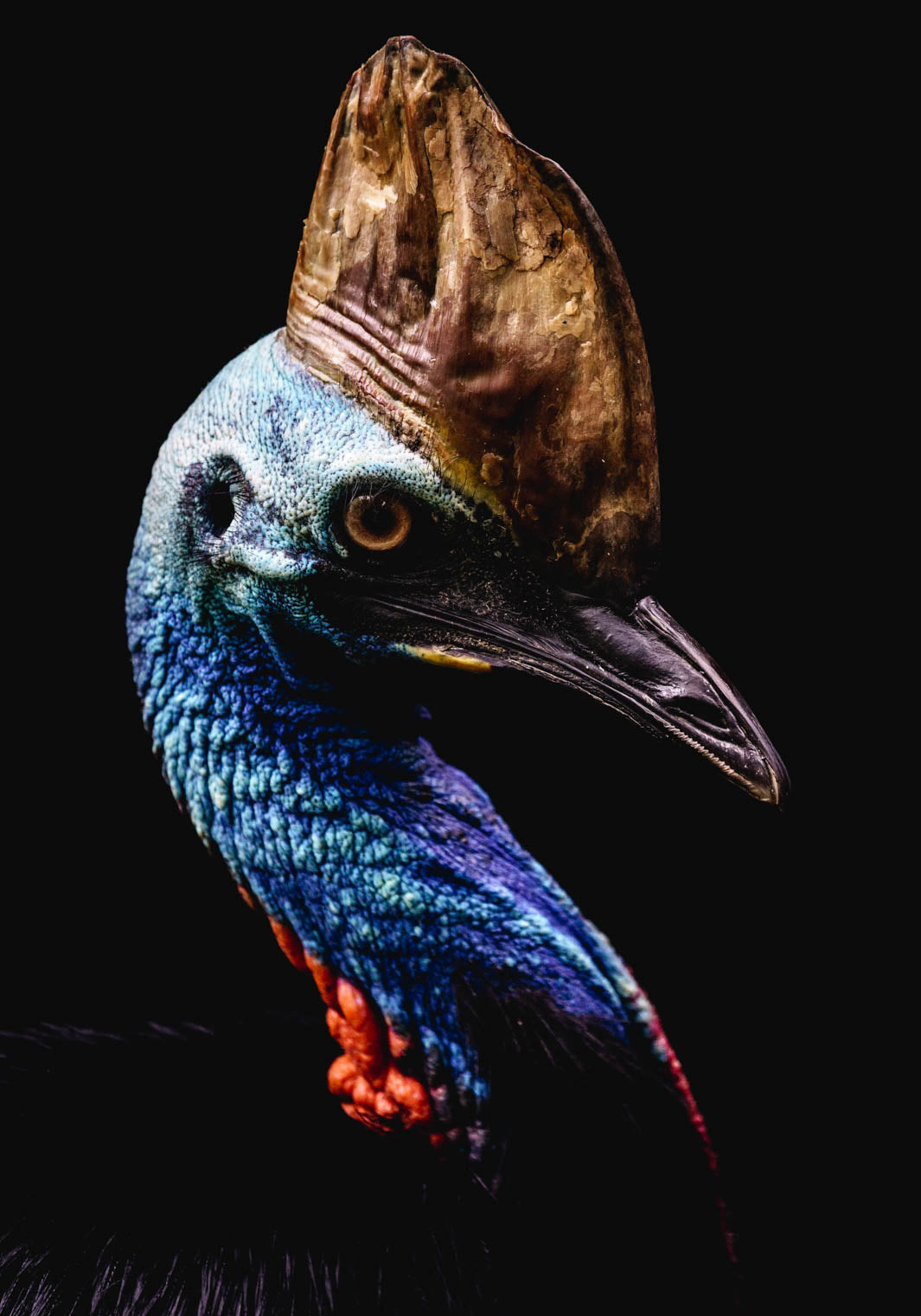Airlie – Southern Cassowary portrait in the shade with black backdrop, striking solitary bird at Port Douglas Wildlife Habitat | Unframed Rolled Print