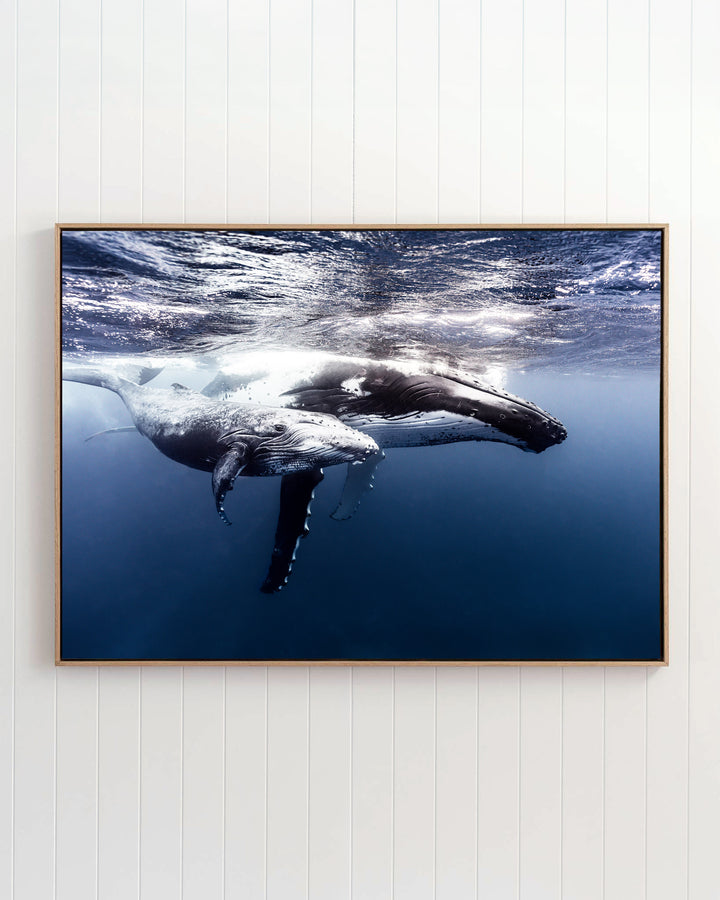 Framed print titled Along for the Ride, showing a humpback whale and her calf swimming underwater.
