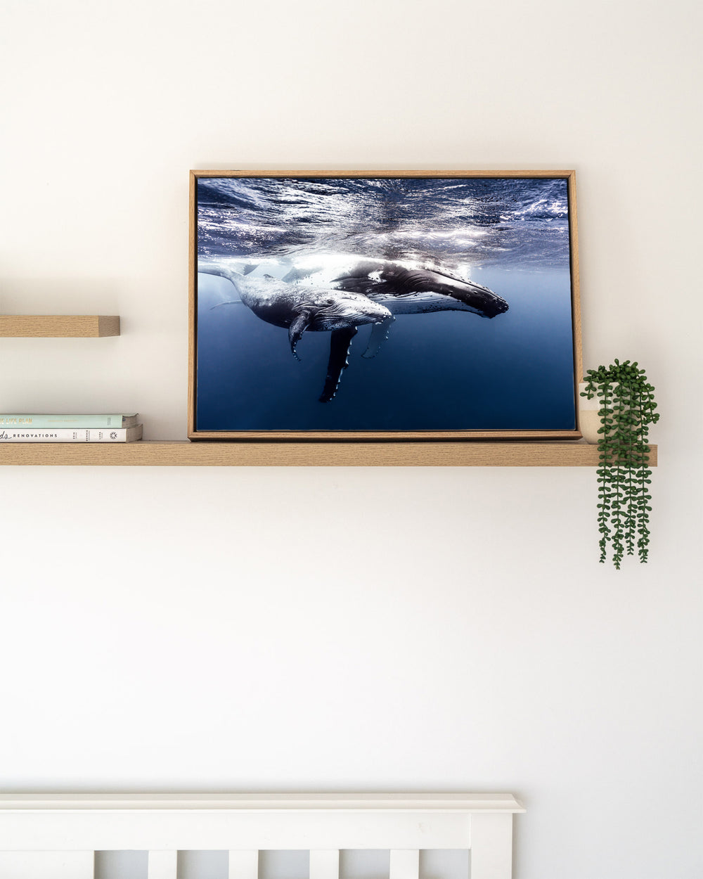 Along for the Ride – Humpback Whale Mum and Calf, Underwater Photography by David Lloyd, framed canvas print in oak float frame, styled in a timber shelf setting