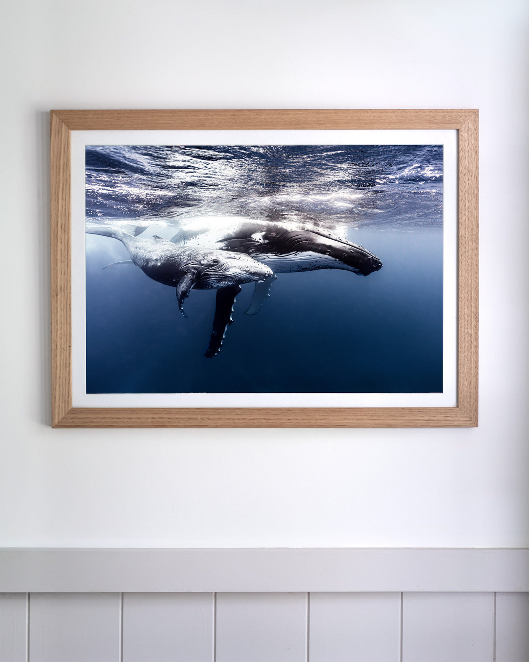 Framed Along for the Ride: underwater photography of a humpback whale mother and calf swimming.