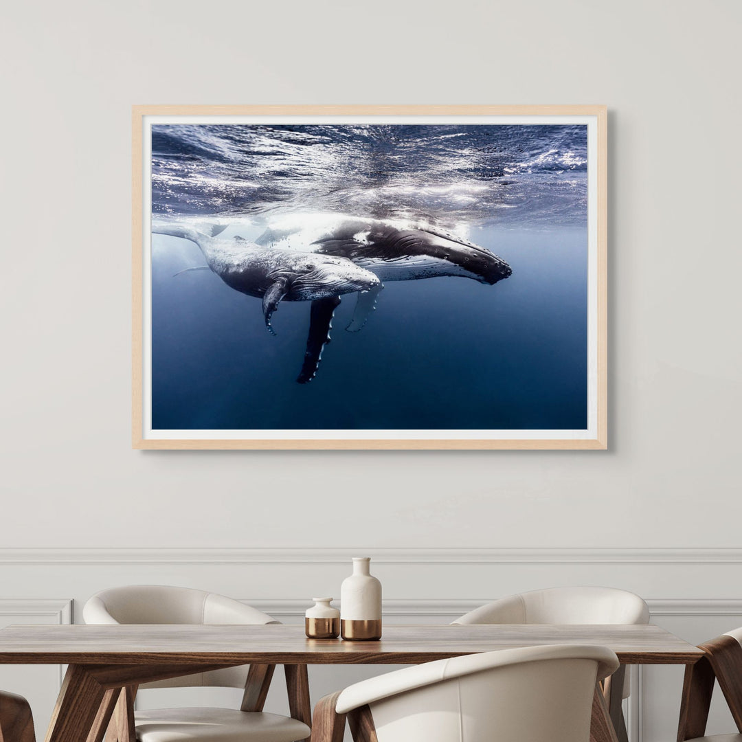 Along for the Ride – Underwater view of a humpback whale mum and calf gliding gracefully through deep blue water | Framed Paper Print