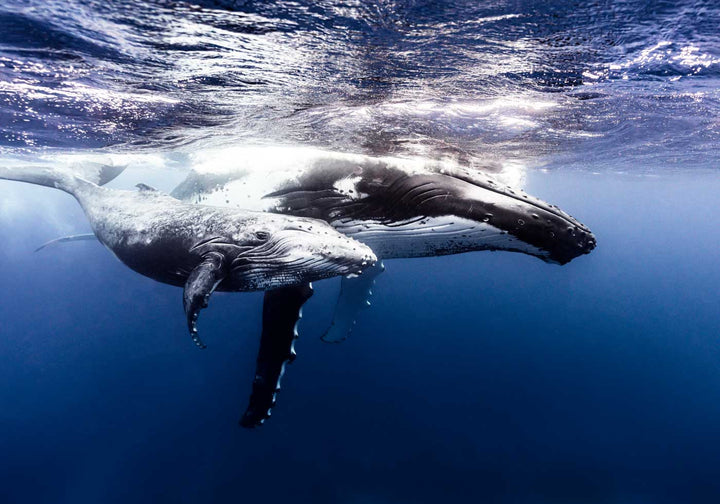 Along for the Ride – Underwater view of a humpback whale mum and calf gliding gracefully through deep blue water | Unframed Rolled Print