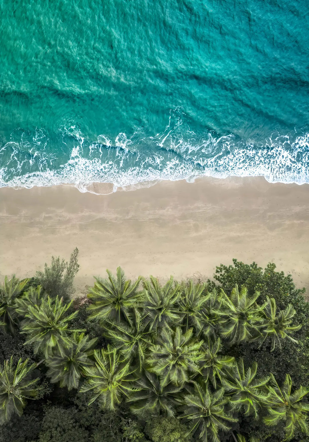 Beachside Reverie – aerial photograph of Four Mile Beach shoreline with soft sand and turquoise coastal water | Unframed Rolled Print