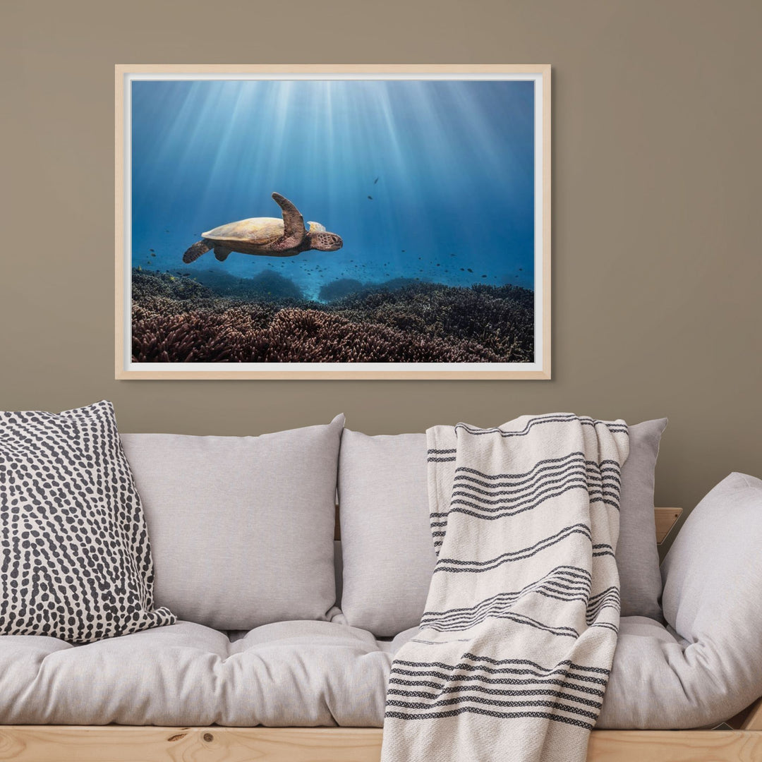 Beaming in Blue – Green sea turtle swimming through coral garden with sunbeams piercing blue water, underwater photography | Framed Paper Print