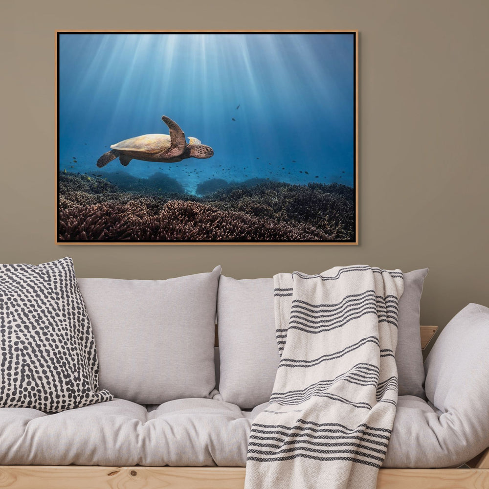 Beaming in Blue – Green sea turtle swimming through coral garden with sunbeams piercing blue water, underwater photography | Shadow Box Canvas Print