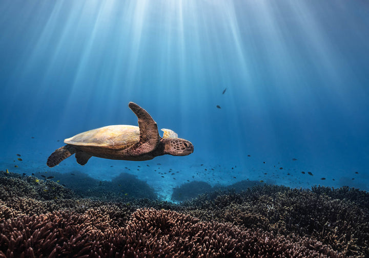 Beaming in Blue – Green sea turtle swimming through coral garden with sunbeams piercing blue water, underwater photography | Unframed Rolled Print