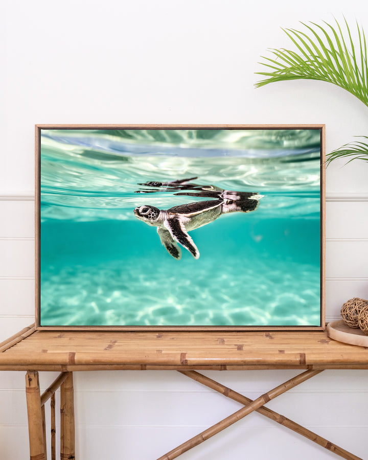 Sea turtle hatchling swimming underwater, from the artwork Framed Between Two Worlds - Turtle Hatchling.