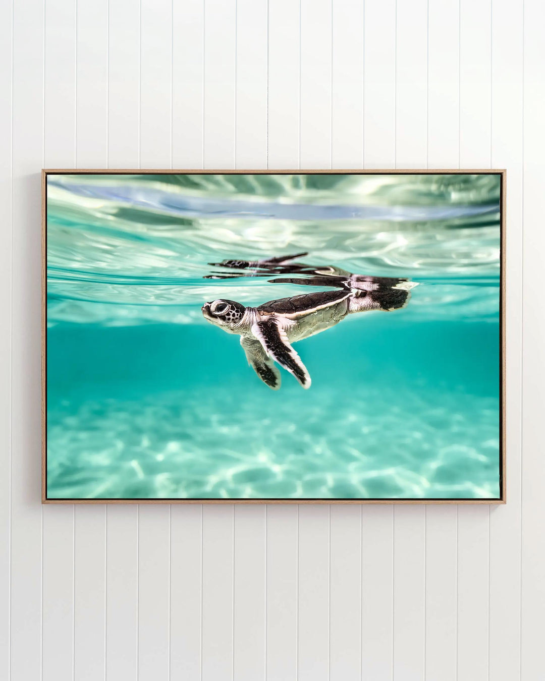 Between Two Worlds - Turtle Hatchling | Underwater Photography