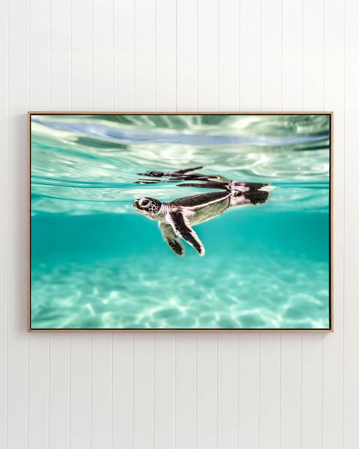 Between Two Worlds - Turtle Hatchling | Underwater Photography