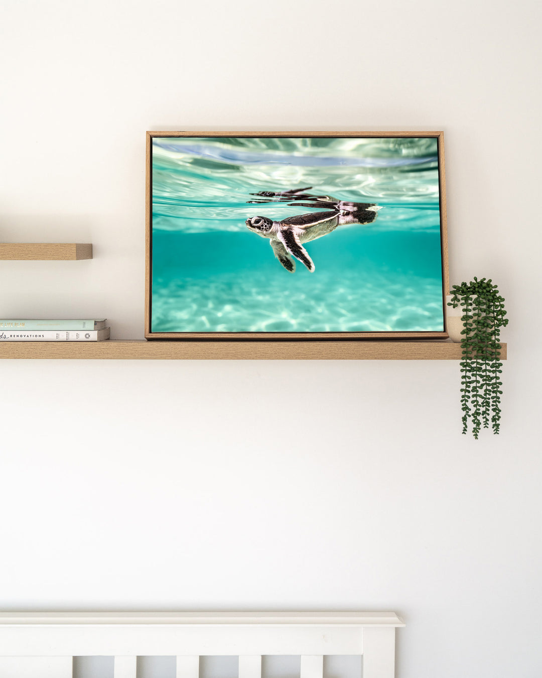 Between Two Worlds – Turtle Hatchling, Underwater Photography by David Lloyd, framed canvas print in oak float frame, styled in a timber shelf setting