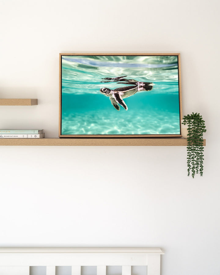 Between Two Worlds – Turtle Hatchling, Underwater Photography by David Lloyd, framed canvas print in oak float frame, styled in a timber shelf setting