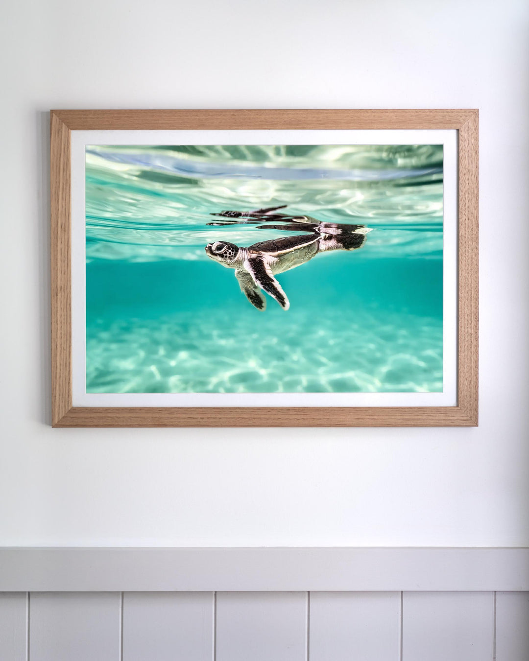 Between Two Worlds - Turtle Hatchling | Underwater Photography