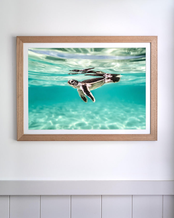 Between Two Worlds - Turtle Hatchling | Underwater Photography