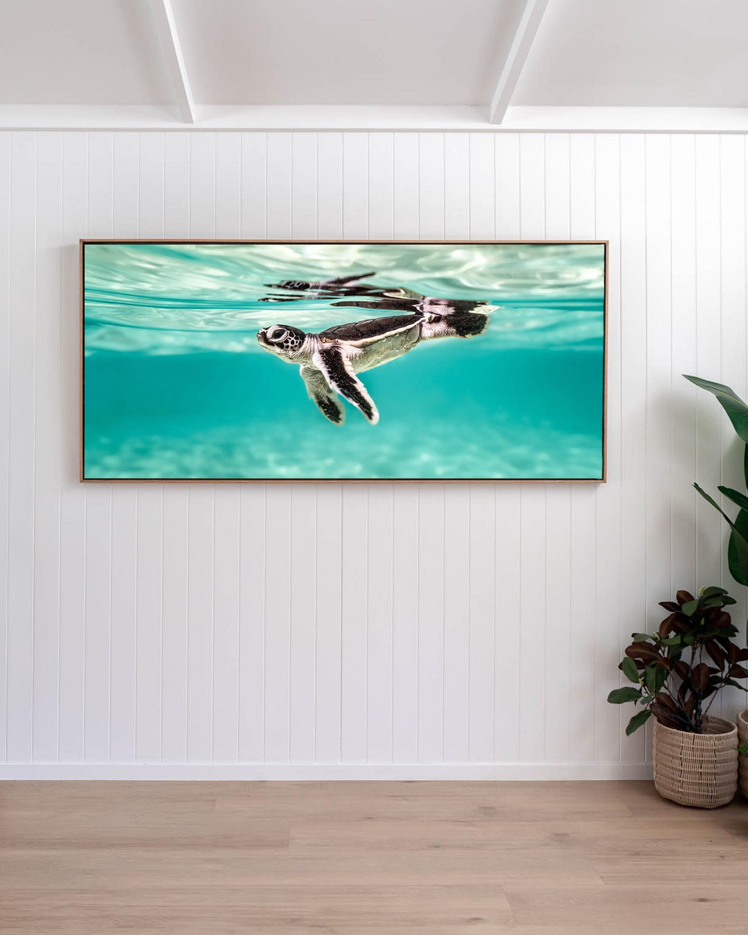 Between Two Worlds - Turtle Hatchling | Underwater Photography