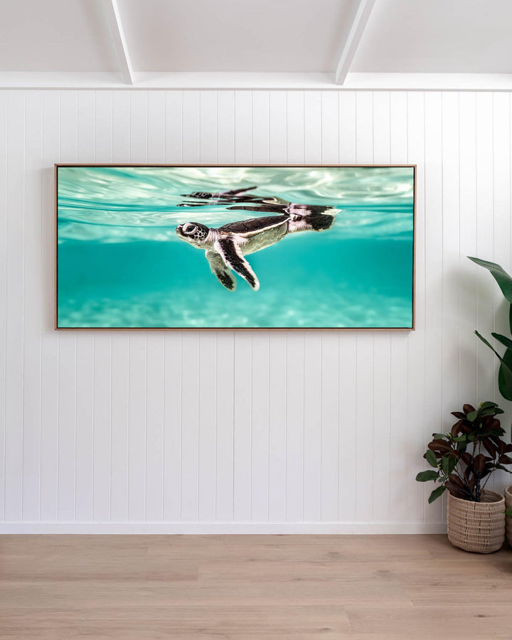 Between Two Worlds - Turtle Hatchling | Underwater Photography