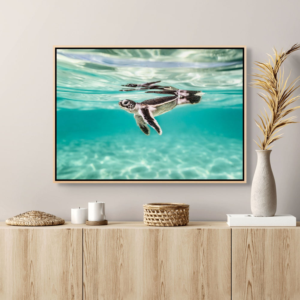 Between Two Worlds – underwater photograph of turtle hatchling beneath surface reflections with patterned light cascading across the sand below | Shadow Box Canvas Print