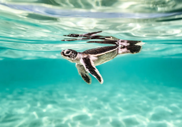 Between Two Worlds – underwater photograph of turtle hatchling beneath surface reflections with patterned light cascading across the sand below | Unframed Rolled Print