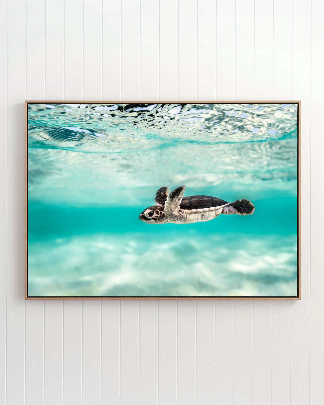 A baby sea turtle from the Blue Lagoon - Turtle Hatchling collection swimming in clear turquoise water.