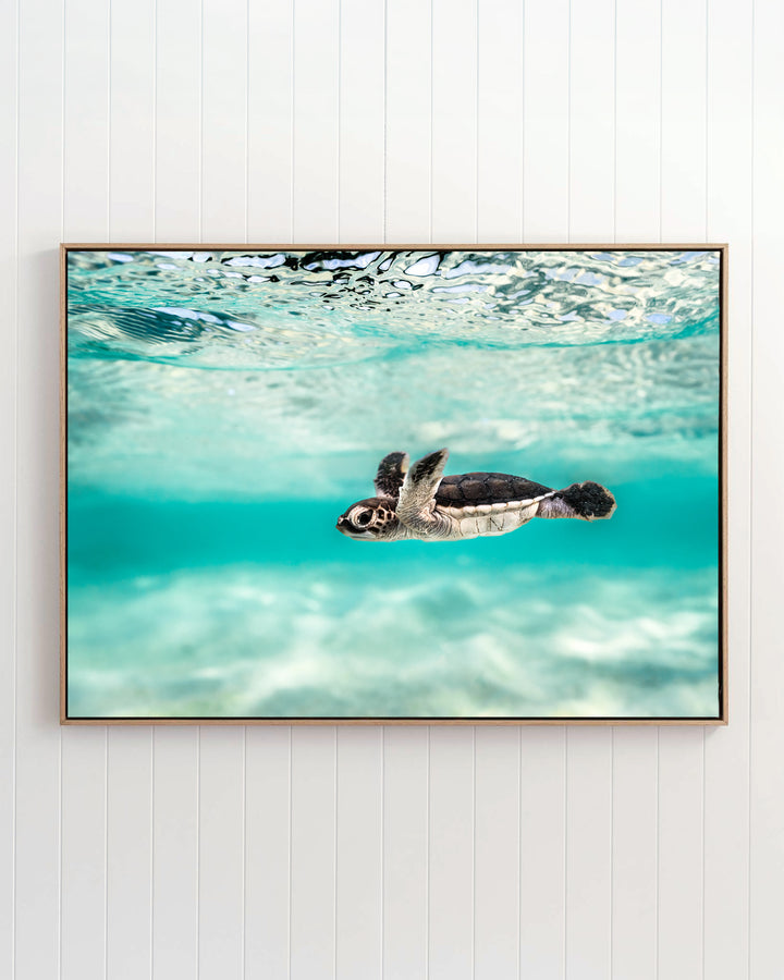 A baby sea turtle from the Blue Lagoon - Turtle Hatchling collection swimming in clear turquoise water.