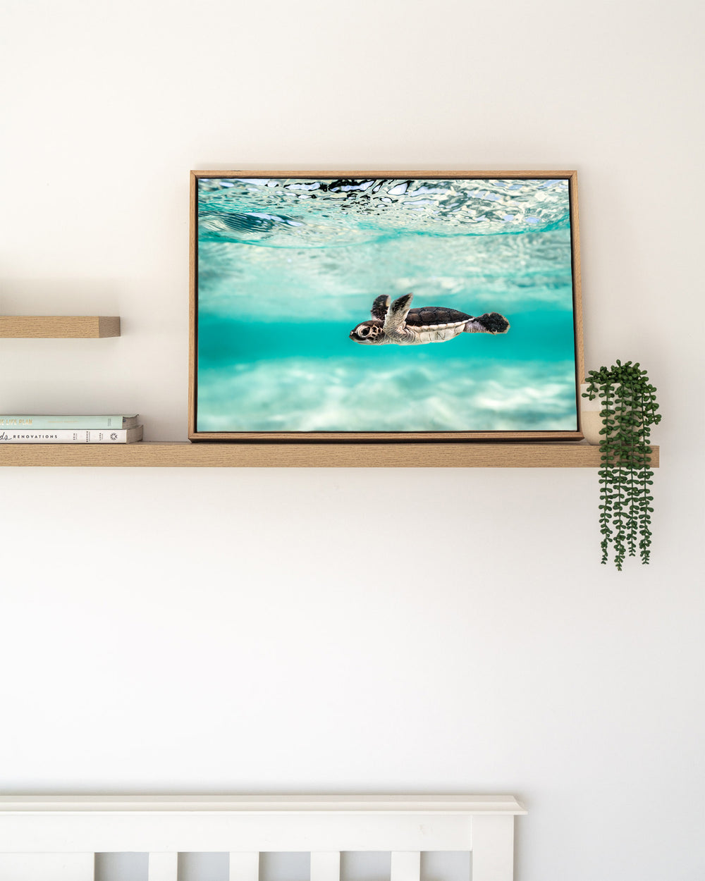 Blue Lagoon – Turtle Hatchling, Underwater Photography by David Lloyd, framed canvas print in oak float frame, styled in a timber shelf setting