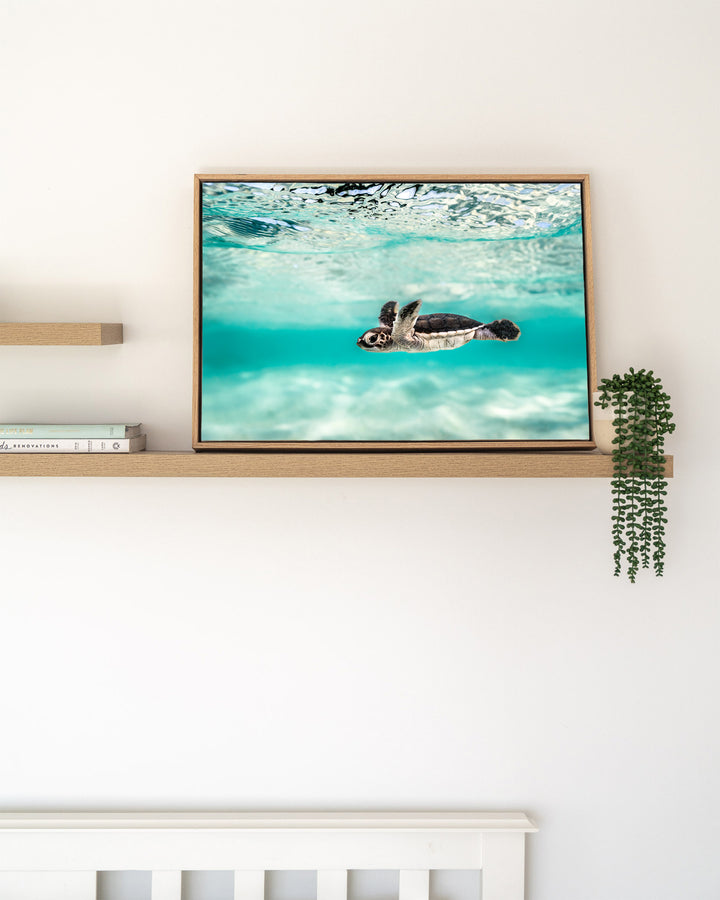 Blue Lagoon – Turtle Hatchling, Underwater Photography by David Lloyd, framed canvas print in oak float frame, styled in a timber shelf setting