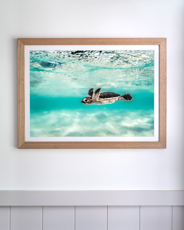 Blue Lagoon - Turtle Hatchling print of a small hatchling swimming in clear turquoise water, framed on a white wall.