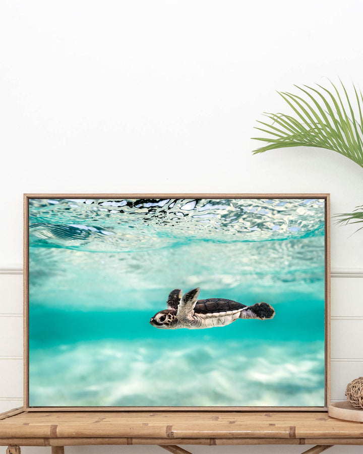 Framed Blue Lagoon - Turtle Hatchling, a tiny sea turtle swimming in clear turquoise ocean water.