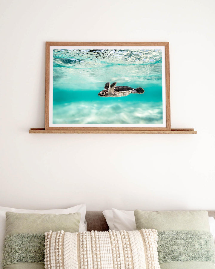 Framed Blue Lagoon Turtle Hatchling: an underwater photography print of a sea turtle hatchling swimming above a bed.