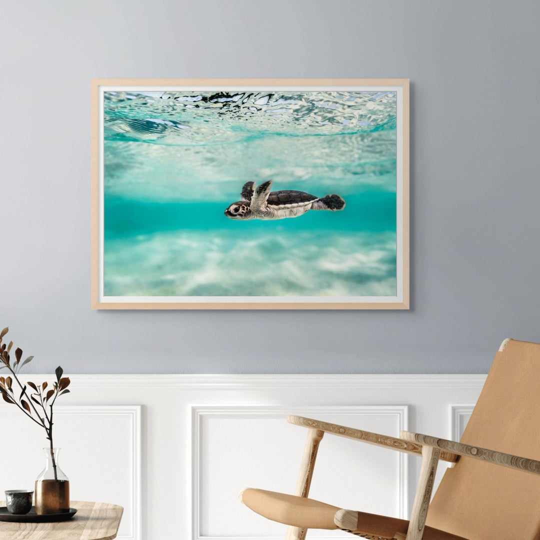 Blue Lagoon – turtle hatchling swimming over shallow turquoise water with ripples and textured sand below | Framed Paper Print