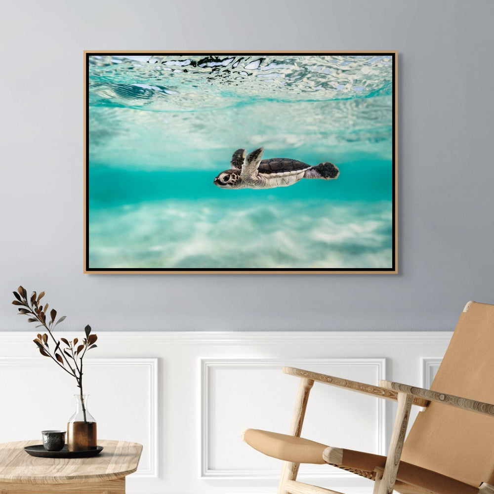 Blue Lagoon – turtle hatchling swimming over shallow turquoise water with ripples and textured sand below | Shadow Box Canvas Print