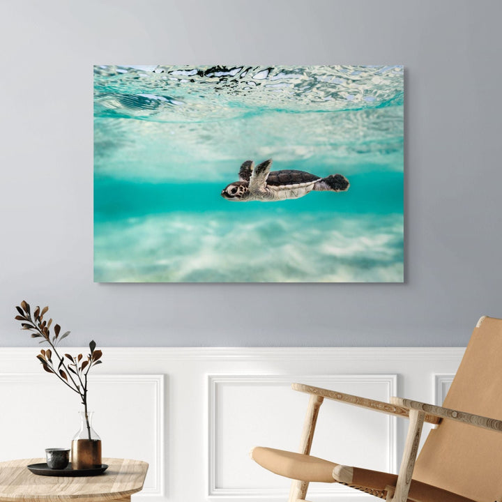 Blue Lagoon – turtle hatchling swimming over shallow turquoise water with ripples and textured sand below | Stretched Canvas Print