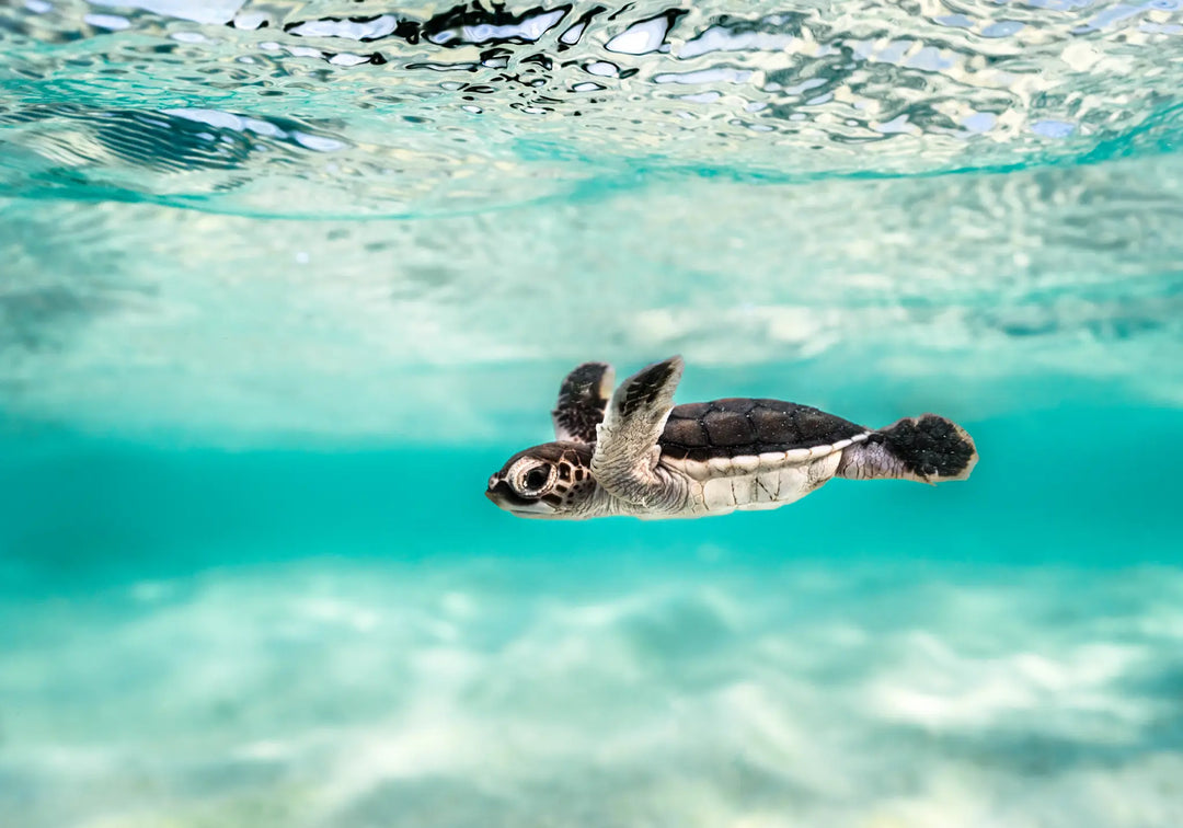 Blue Lagoon – turtle hatchling swimming over shallow turquoise water with ripples and textured sand below | Unframed Rolled Print