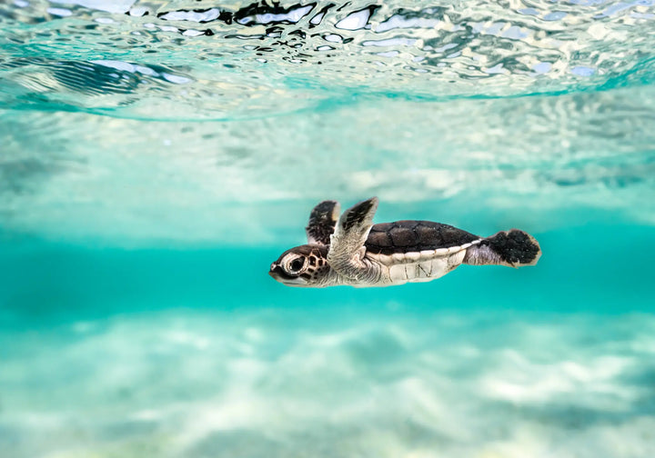 Blue Lagoon – turtle hatchling swimming over shallow turquoise water with ripples and textured sand below | Unframed Rolled Print