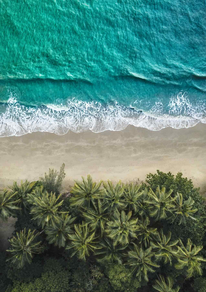 City of Palms by David Lloyd – unframed rolled paper print, aerial portrait photography over palm trees into the sea at Port Douglas